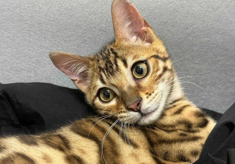 mèo bengal 30