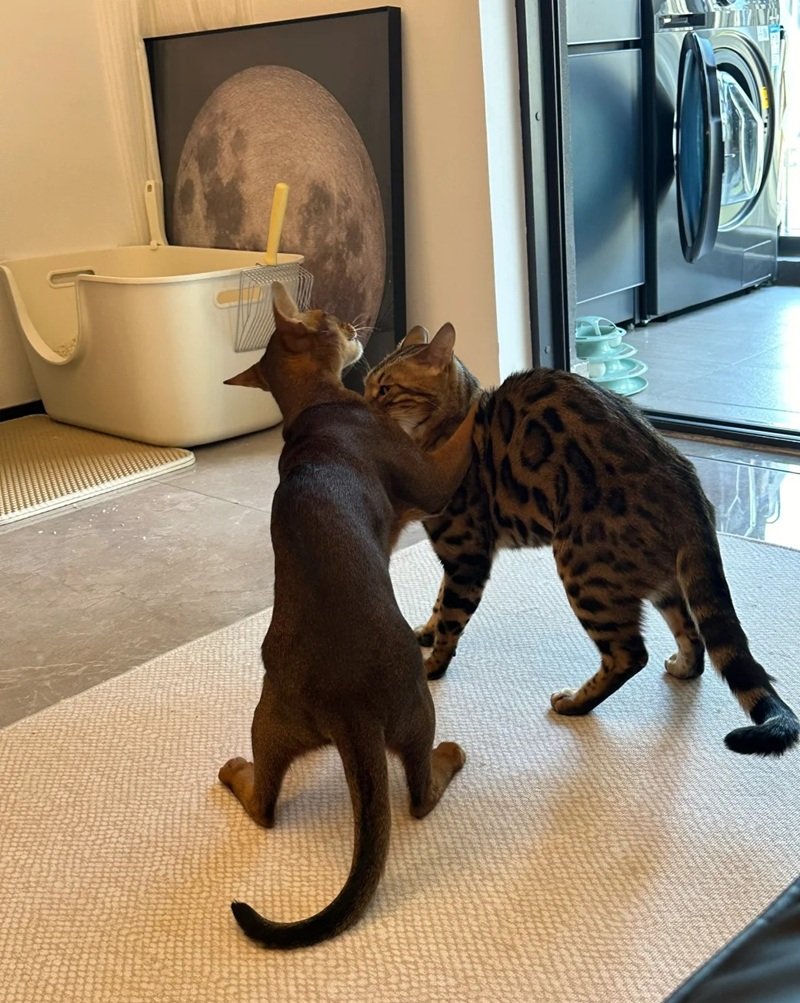mèo bengal 4
