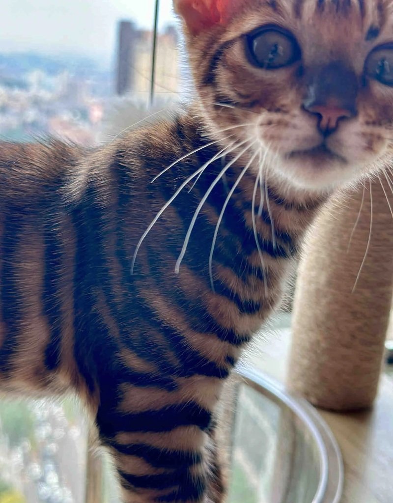 mèo bengal 5