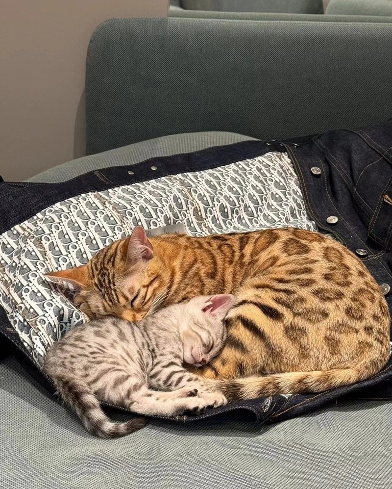 mèo bengal 6