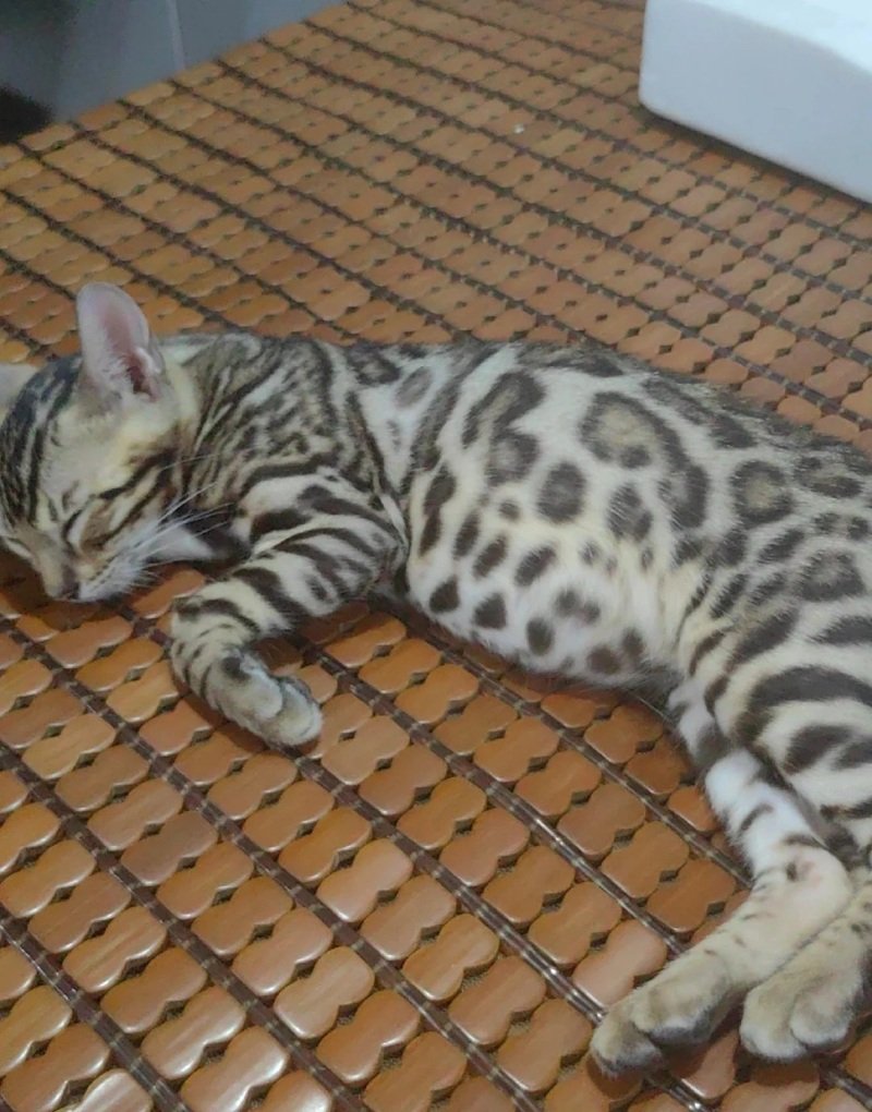 mèo bengal 7