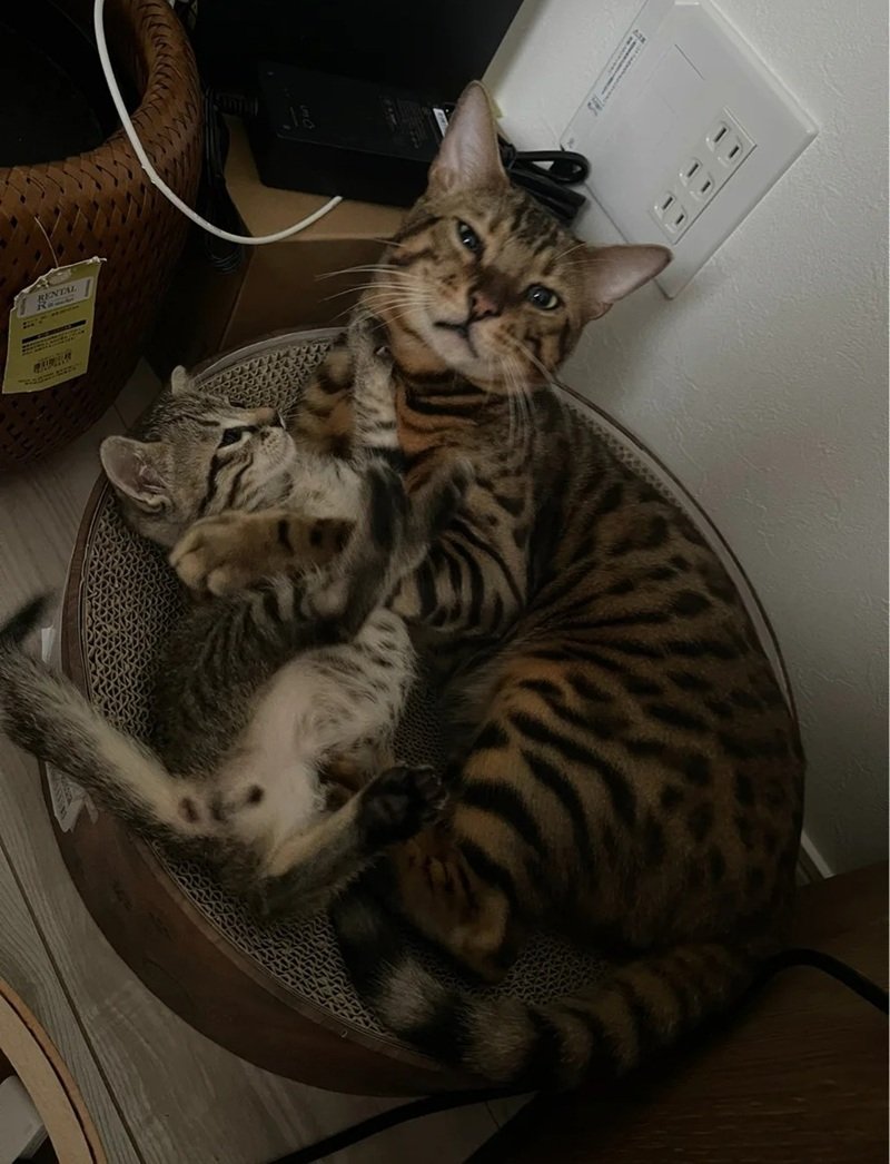 mèo bengal 9