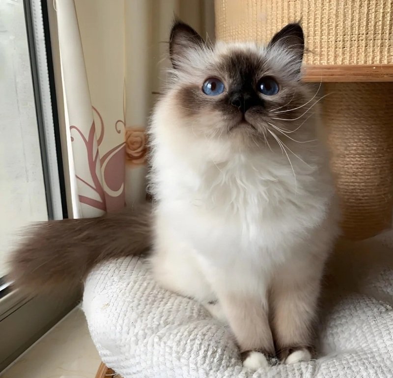 mèo birman 1