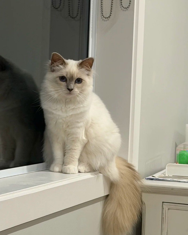 mèo birman 13