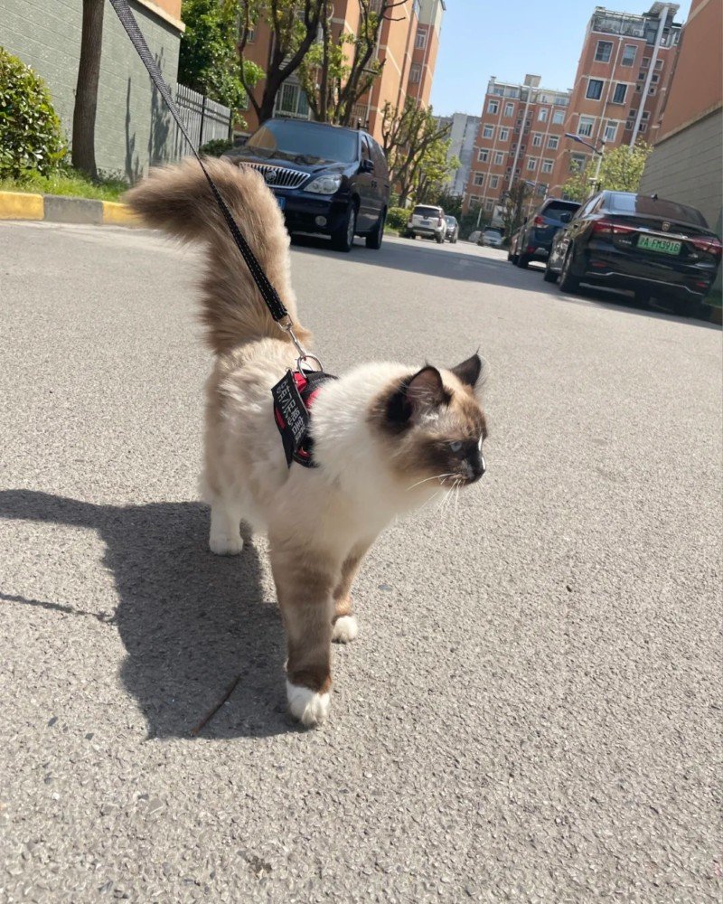 mèo birman 2