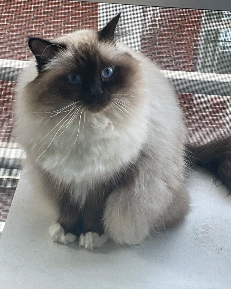 mèo birman 31
