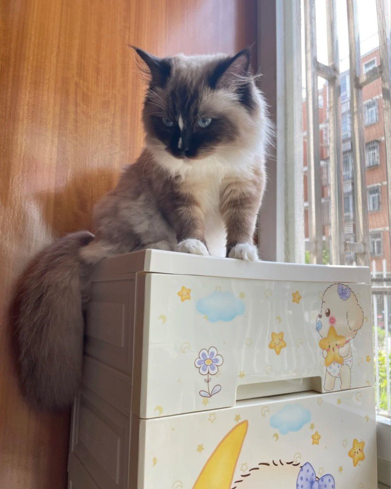 mèo birman 4