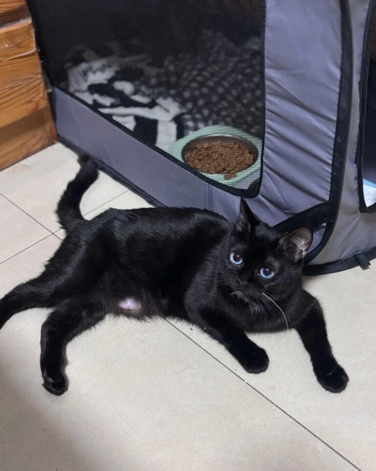 Mèo Bombay – Báo Đen Mini, Thông Minh Và Quấn Chủ