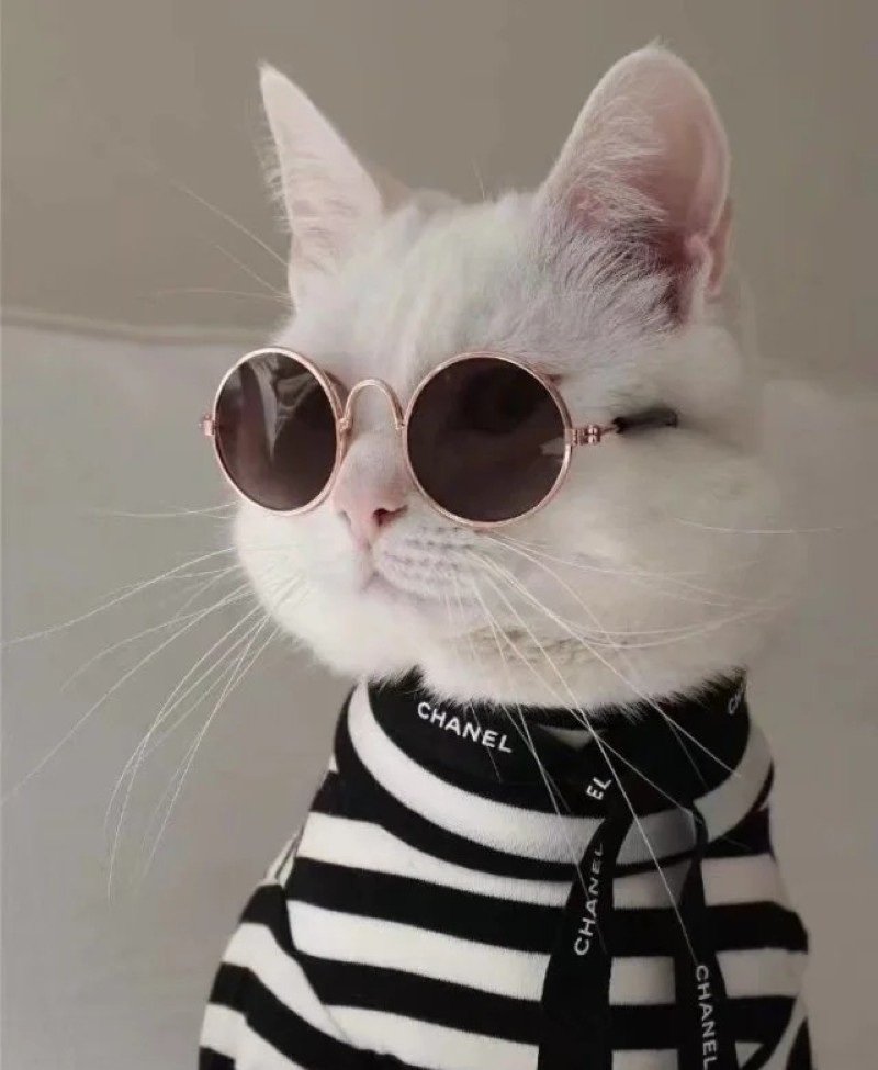 mèo đeo kính 14