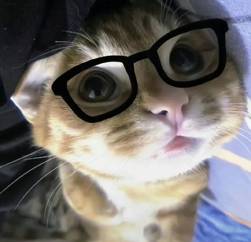 mèo đeo kính 2