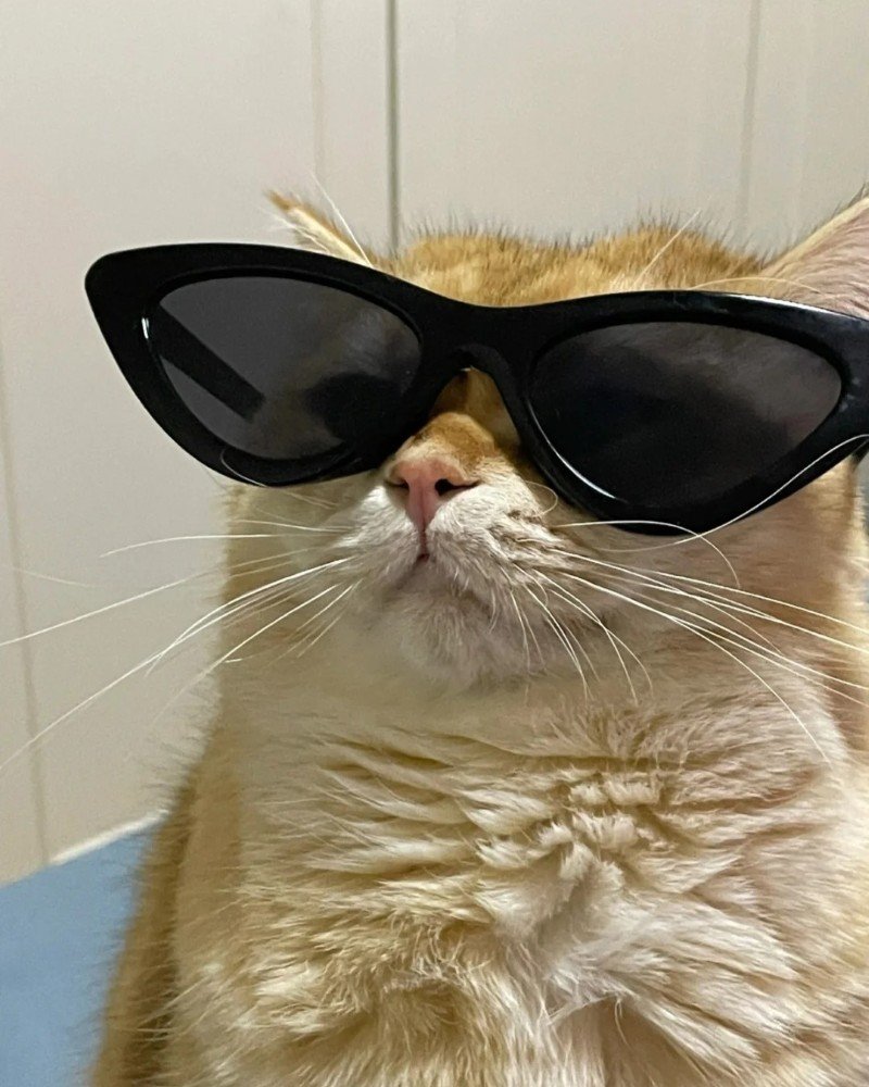 mèo đeo kính 21