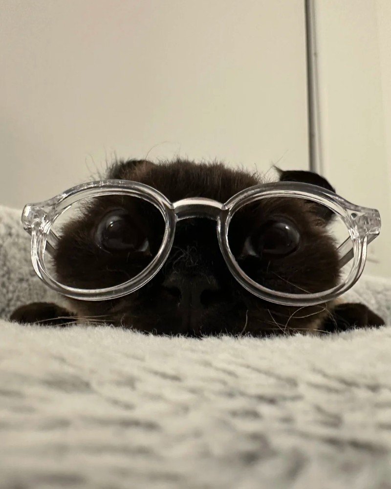 mèo đeo kính 25