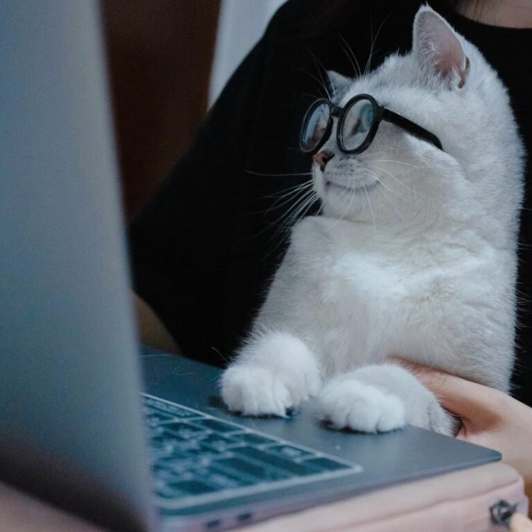 177+ Ảnh Mèo Đeo Kính Dễ Thương, Phong Cách Cá Tính