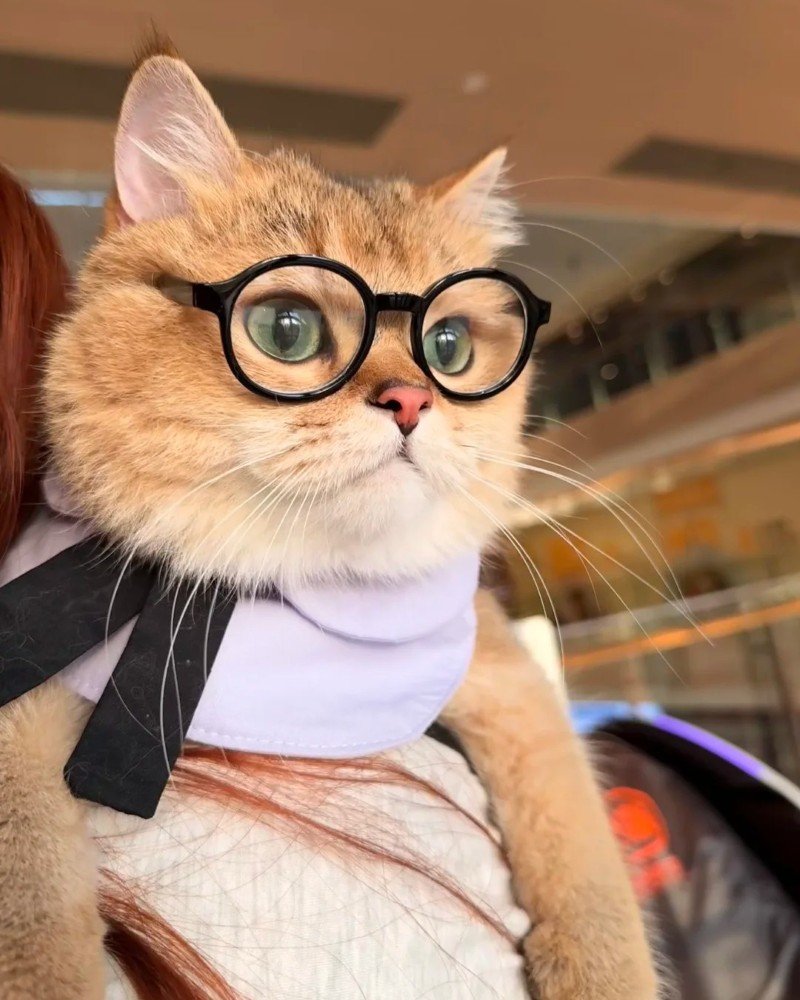 mèo đeo kính 27