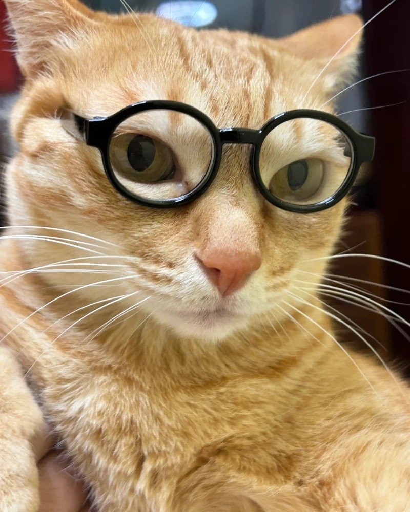 mèo đeo kính 30