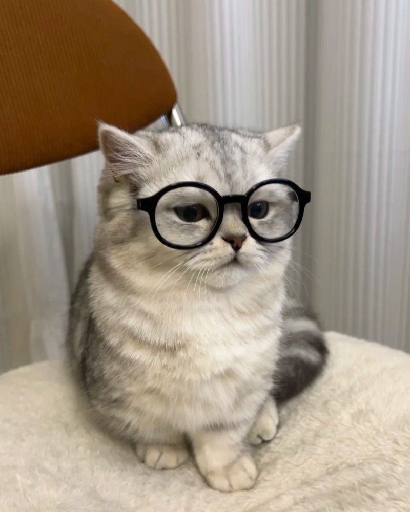 mèo đeo kính 31