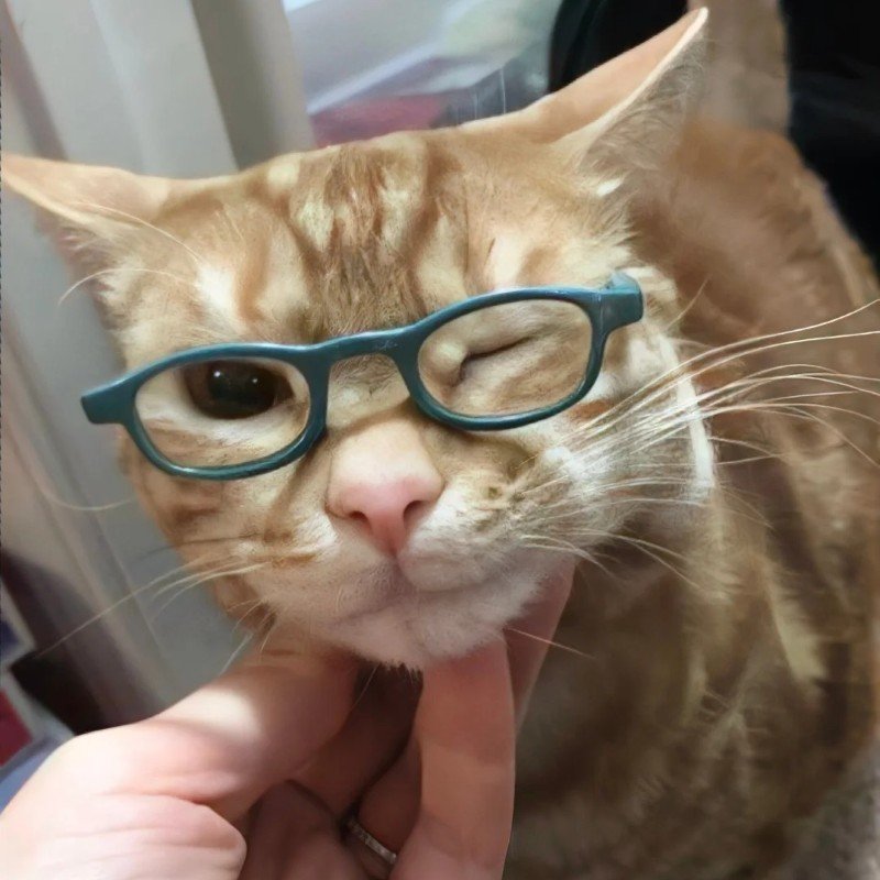 mèo đeo kính 4