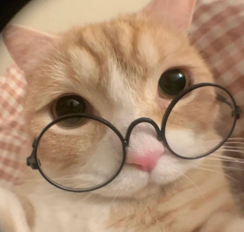 mèo đeo kính 6