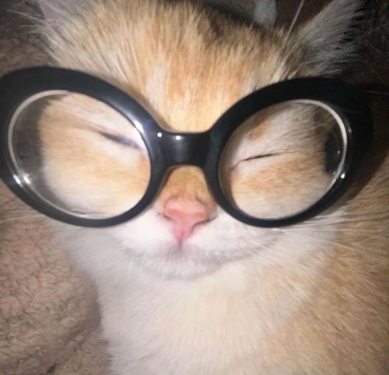 mèo đeo kính 8