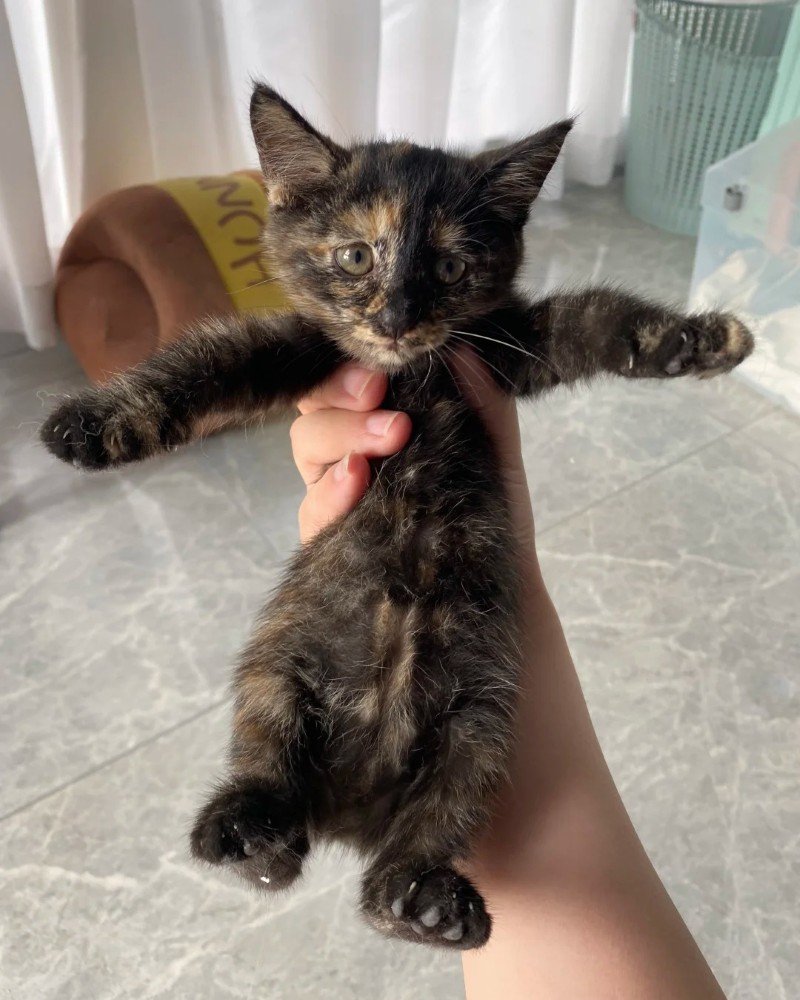 Mèo Đồi Mồi – Cá Tính Độc Lạ Và Rất Có Duyên