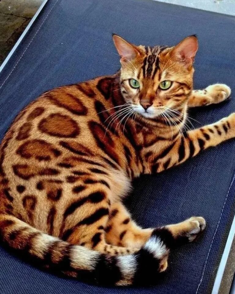 Mèo Gấm – Hoa Văn Độc Đáo, Thông Minh Và Rất Có Duyên