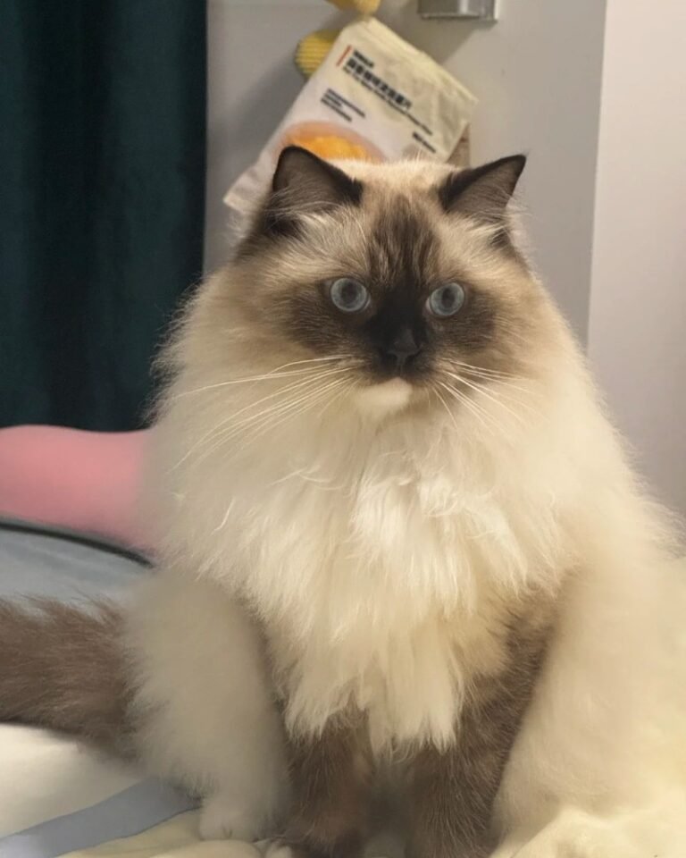 Mèo Hyma – Sang Trọng, Dịu Dàng Và Đốn Tim Người Nuôi