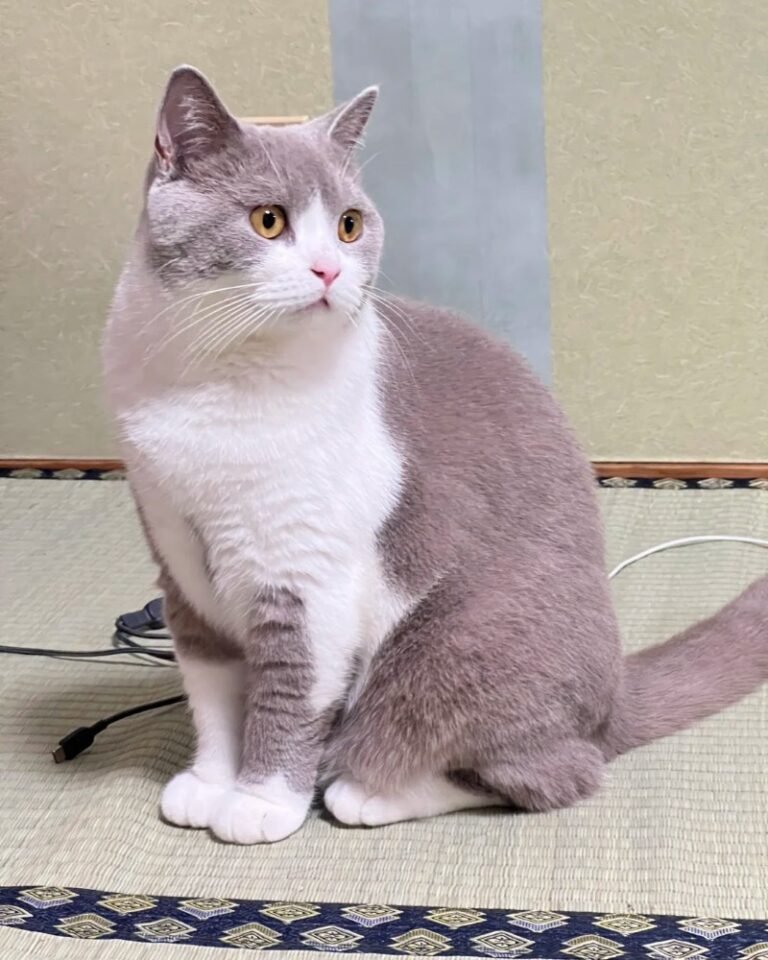 Mèo Lilac – Màu Lông Hiếm, Dịu Nhẹ Và Rất Sang