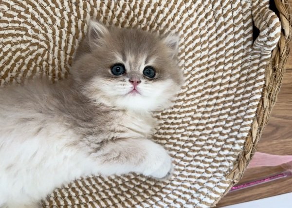 Mèo Lông Dài – Vẻ Đẹp Sang Trọng Và Dịu Dàng