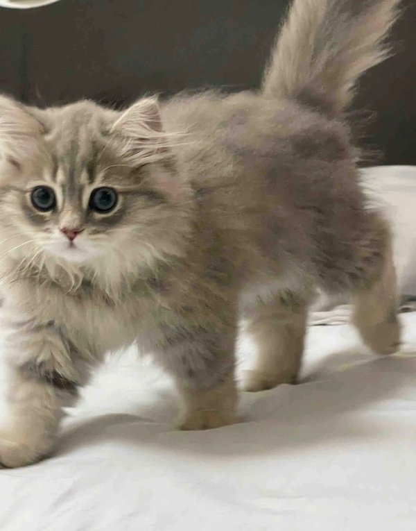mèo lông dài 27