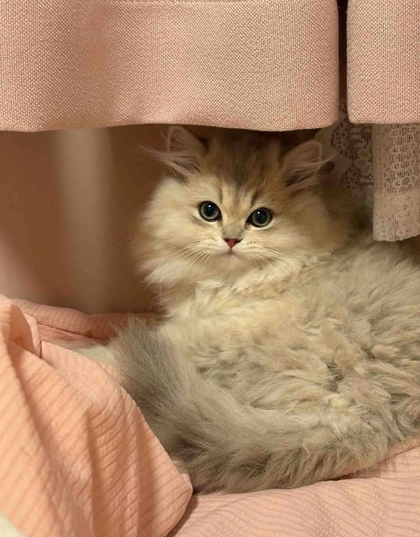 mèo lông dài 28