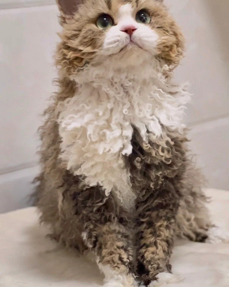 mèo lông xoăn 21