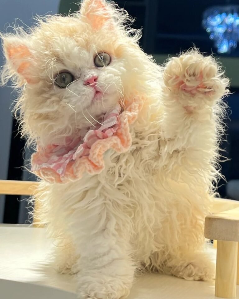 Mèo Lông Xoăn – Ngoại Hình Lạ Mắt, Tính Cách Rất Dễ Mến