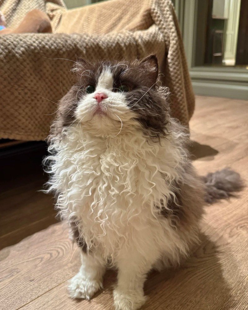 mèo lông xoăn 5