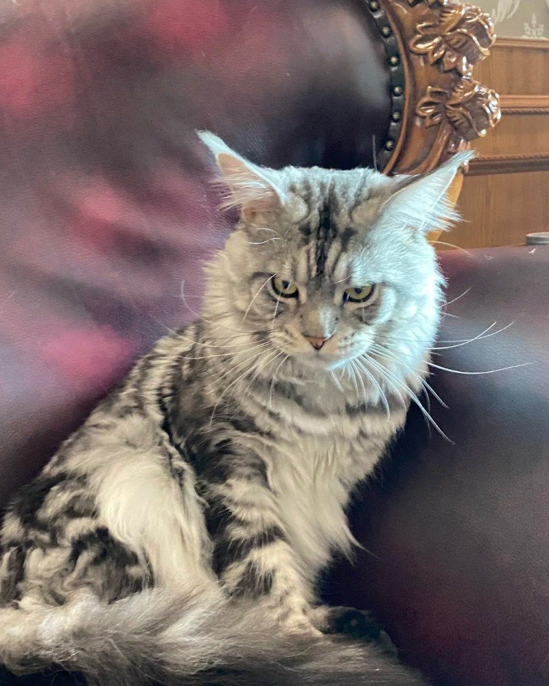 mèo maine coon 11