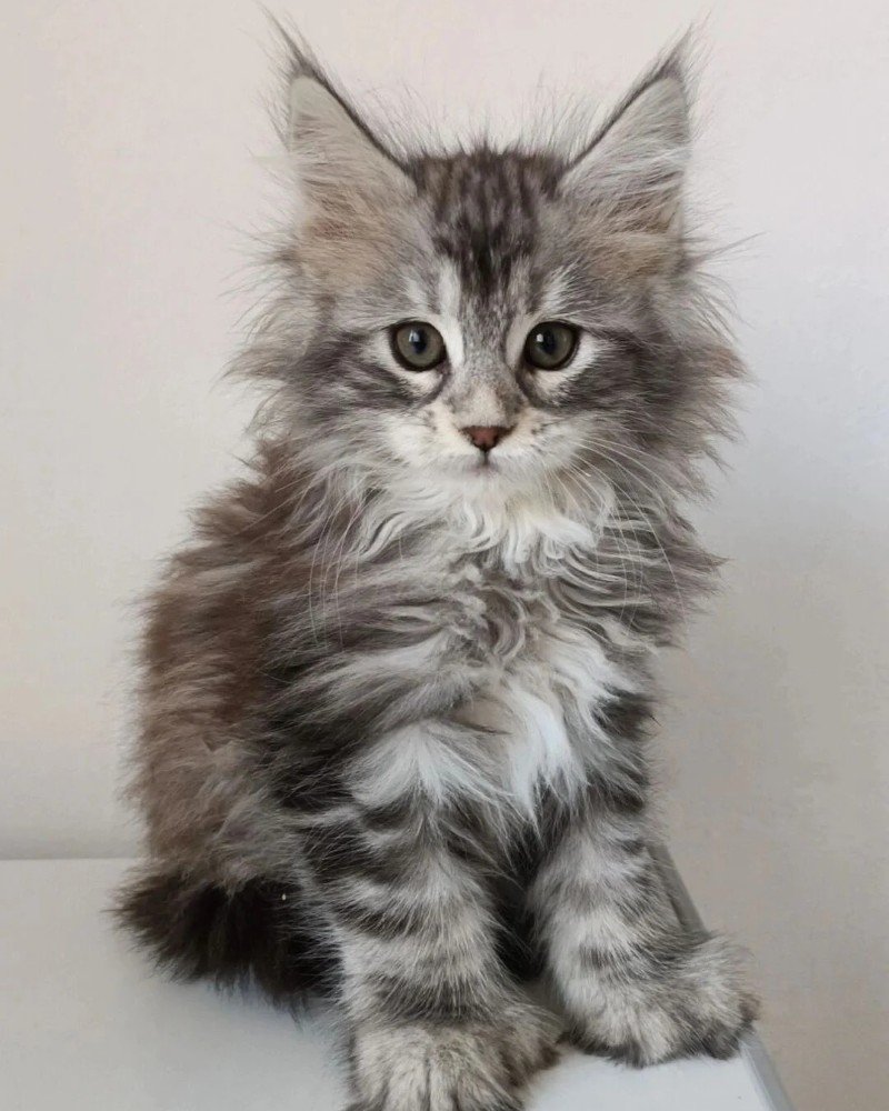 mèo maine coon 13