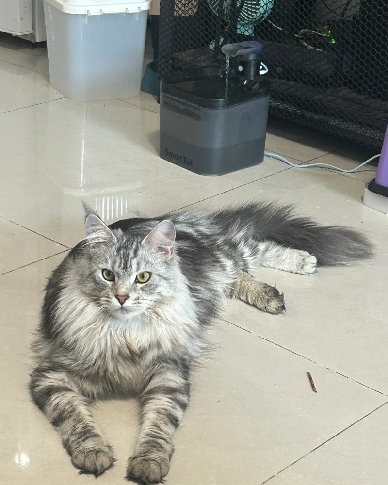 mèo maine coon 14