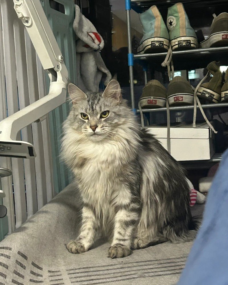 mèo maine coon 15