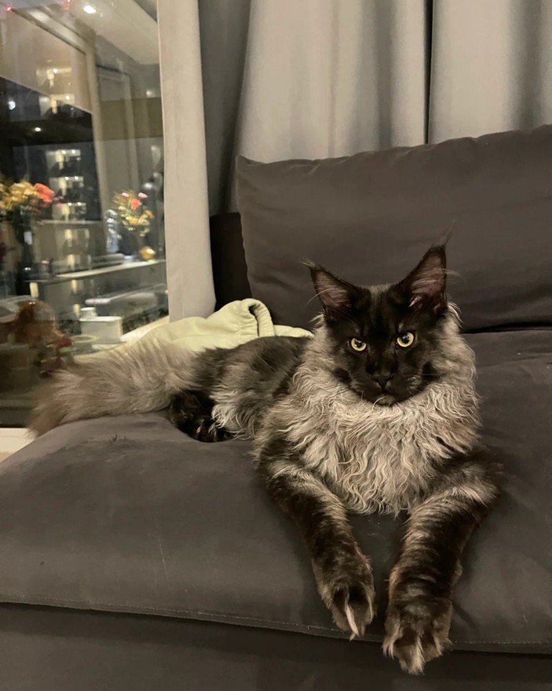 mèo maine coon 16
