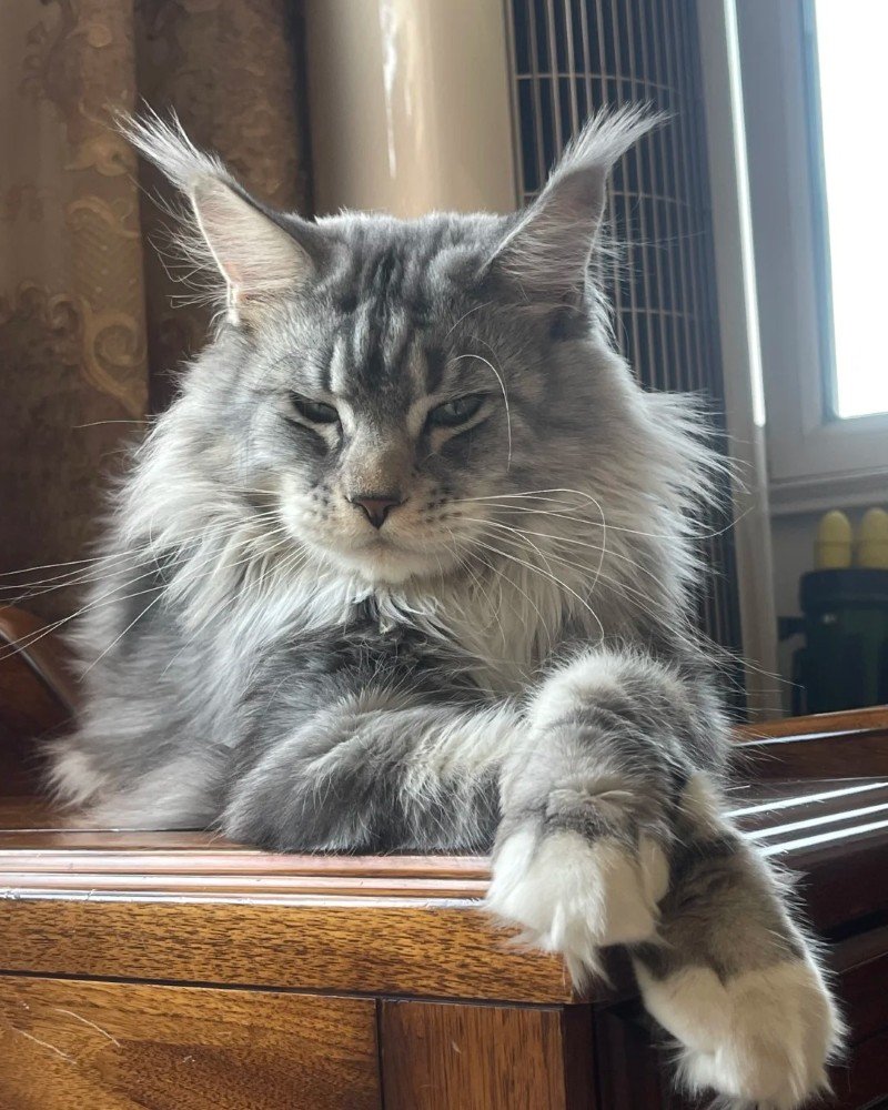 mèo maine coon 17