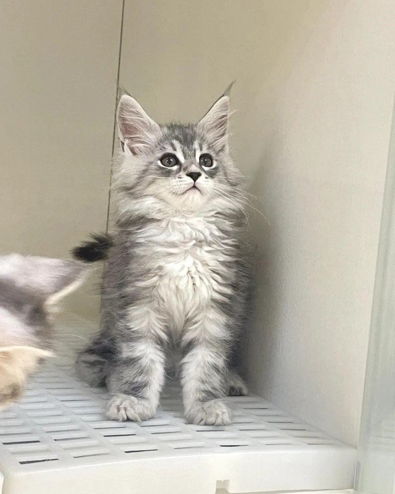 mèo maine coon 19