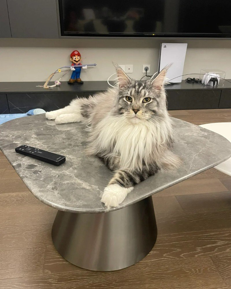 mèo maine coon 2