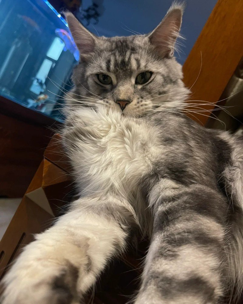mèo maine coon 21