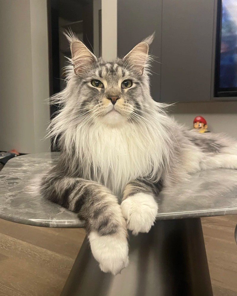 mèo maine coon 22