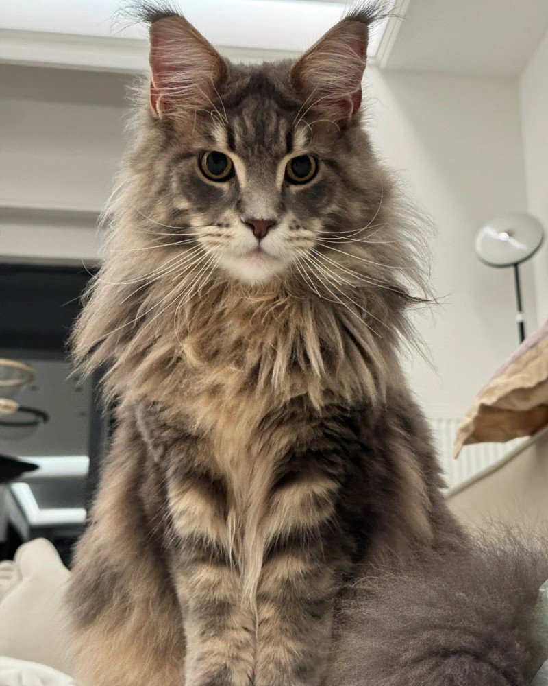 mèo maine coon 24