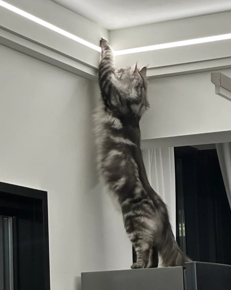 mèo maine coon 26