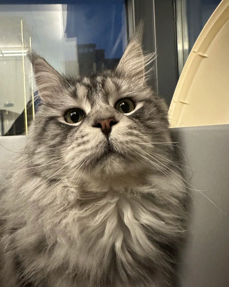 mèo maine coon 27