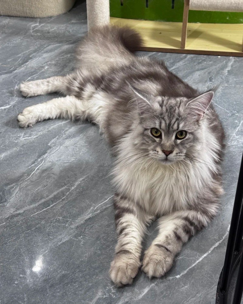 mèo maine coon 28