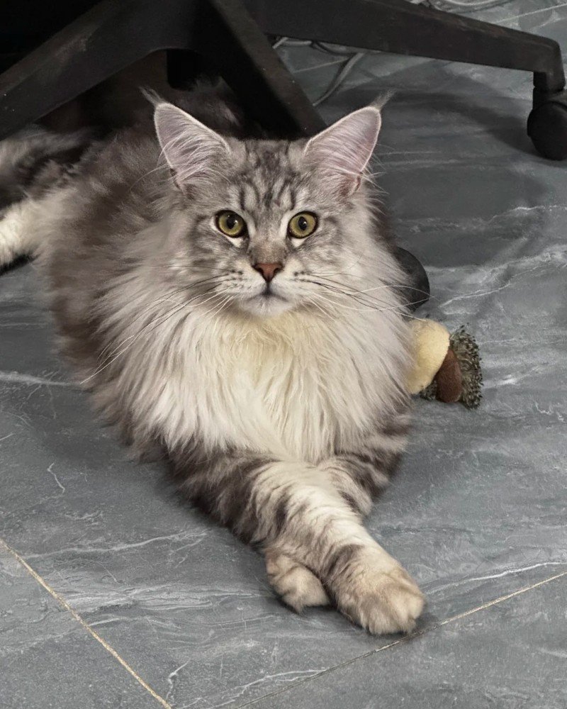 mèo maine coon 29