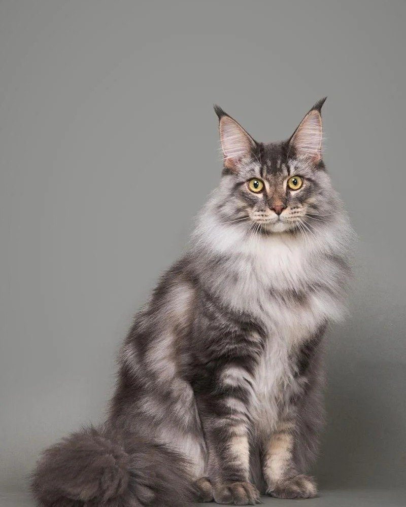 mèo maine coon 3