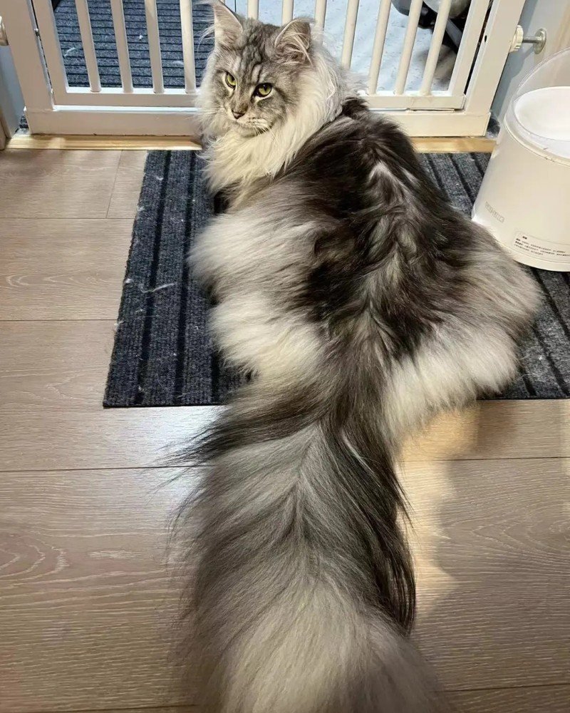 mèo maine coon 30